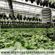 Hasil-Panen-Maksimal-dari-Suhu-dan-Kelembaban-Optimala