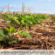 Mulsa Organik_ Jembatan Menuju Pertanian Berkelanjutan