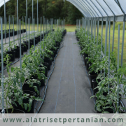 Smart Greenhouse _ Masa Depan Pertanian Indonesia
