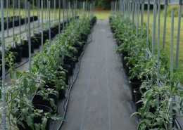 Smart Greenhouse _ Masa Depan Pertanian Indonesia
